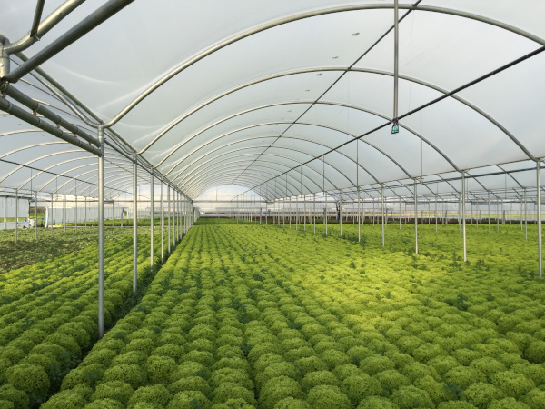 SunView Therm MD 24 x 100 6mil Clear Sheet - Polyfilm